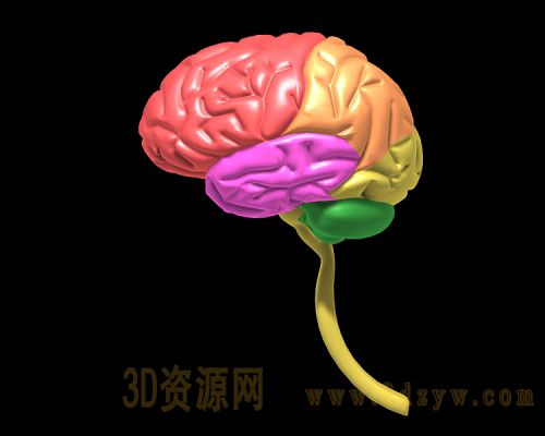 大脑结构模型 大脑结构图 3d大脑模型