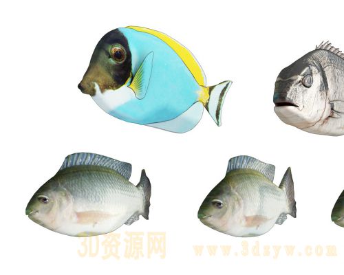 鱼模型