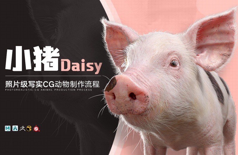 照片级写实CG动物《小猪Daisy》制作全流程