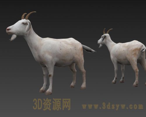山羊模型 羊3d模型