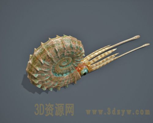 鹦鹉螺模型