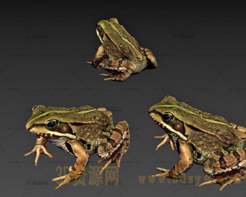 林蛙 青蛙 田鸡 蛤蟆